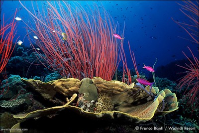Franco banfi susan s reef 2