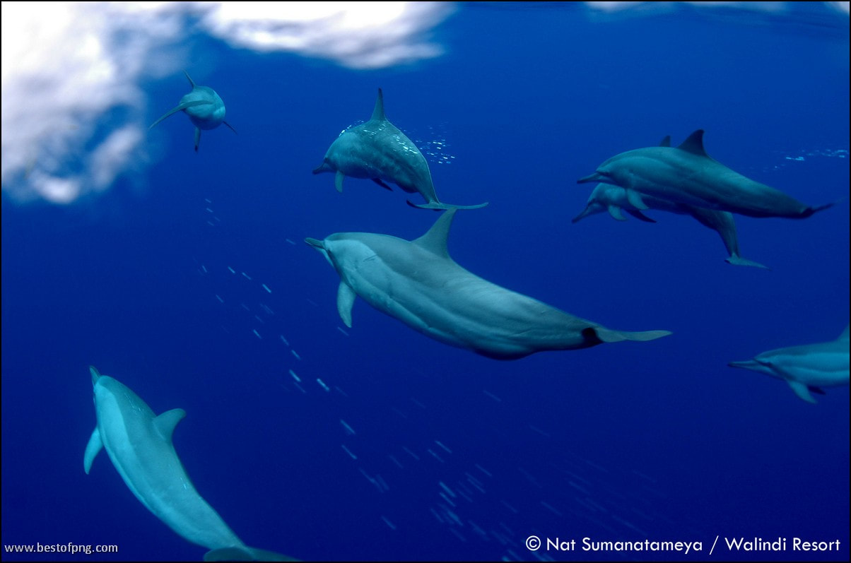 Nat sumanatemeya dolphins 1 orig