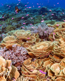 Three days of diving at tufi resort ffig
